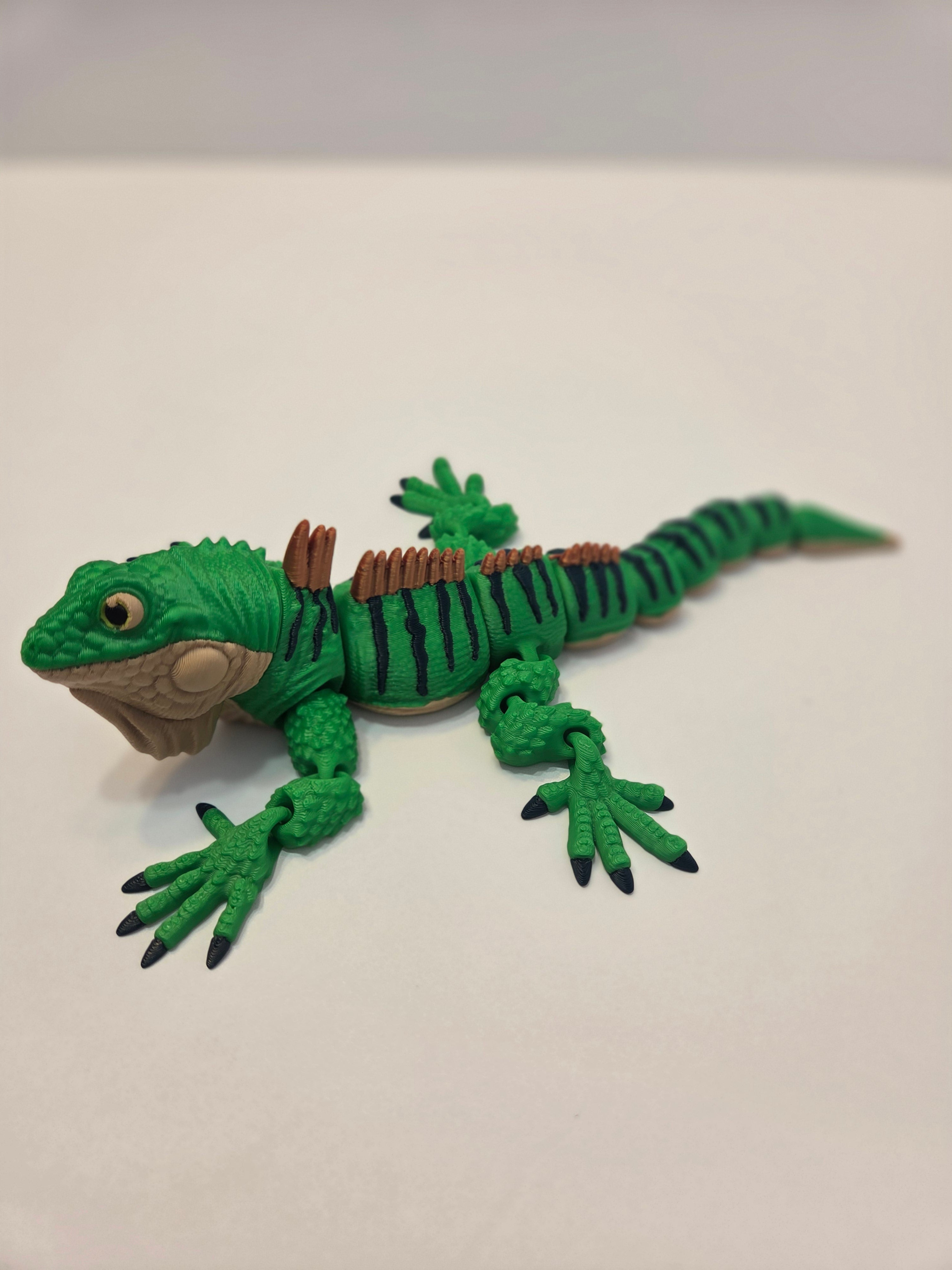Green Iguana