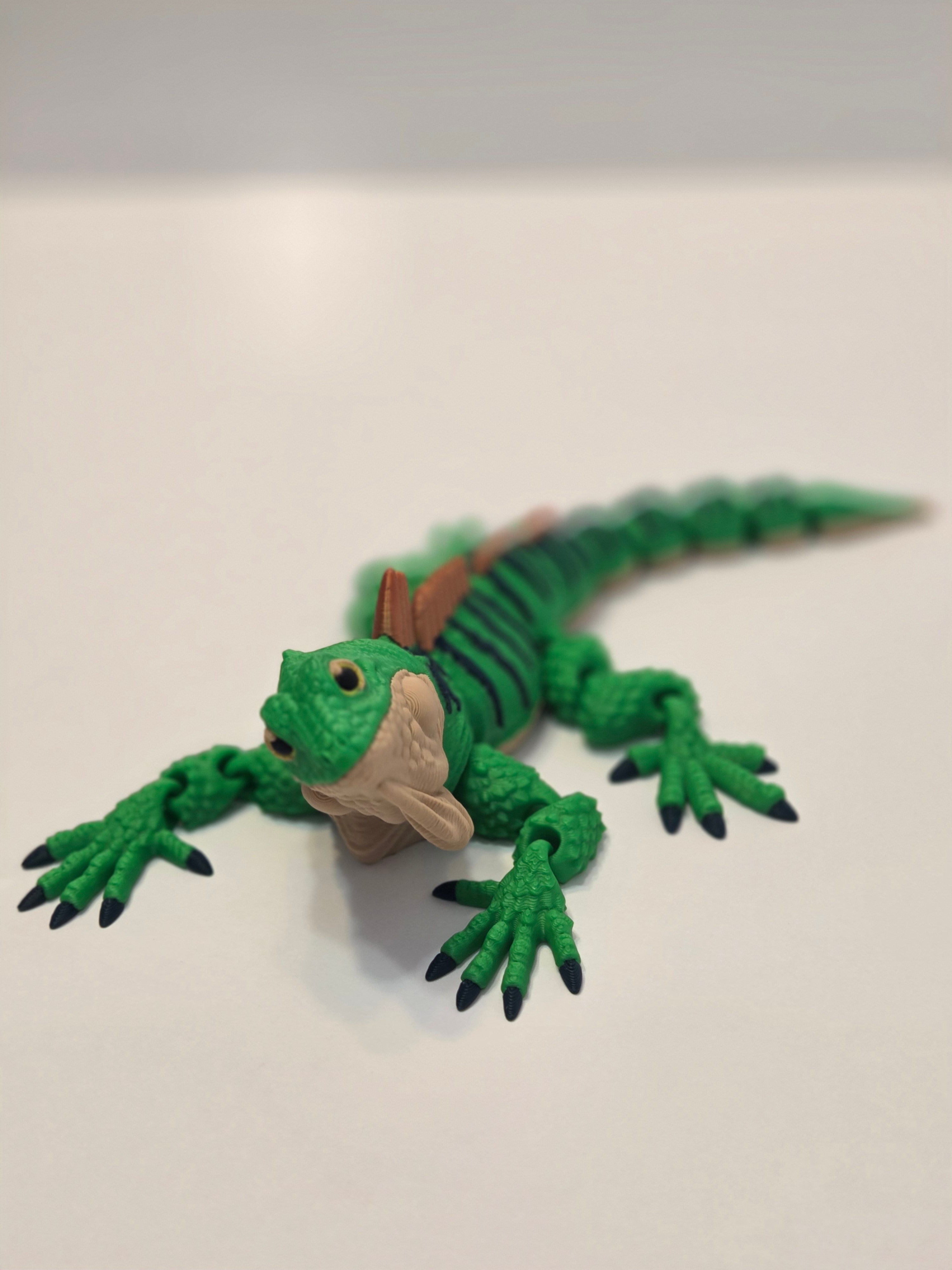 Green Iguana