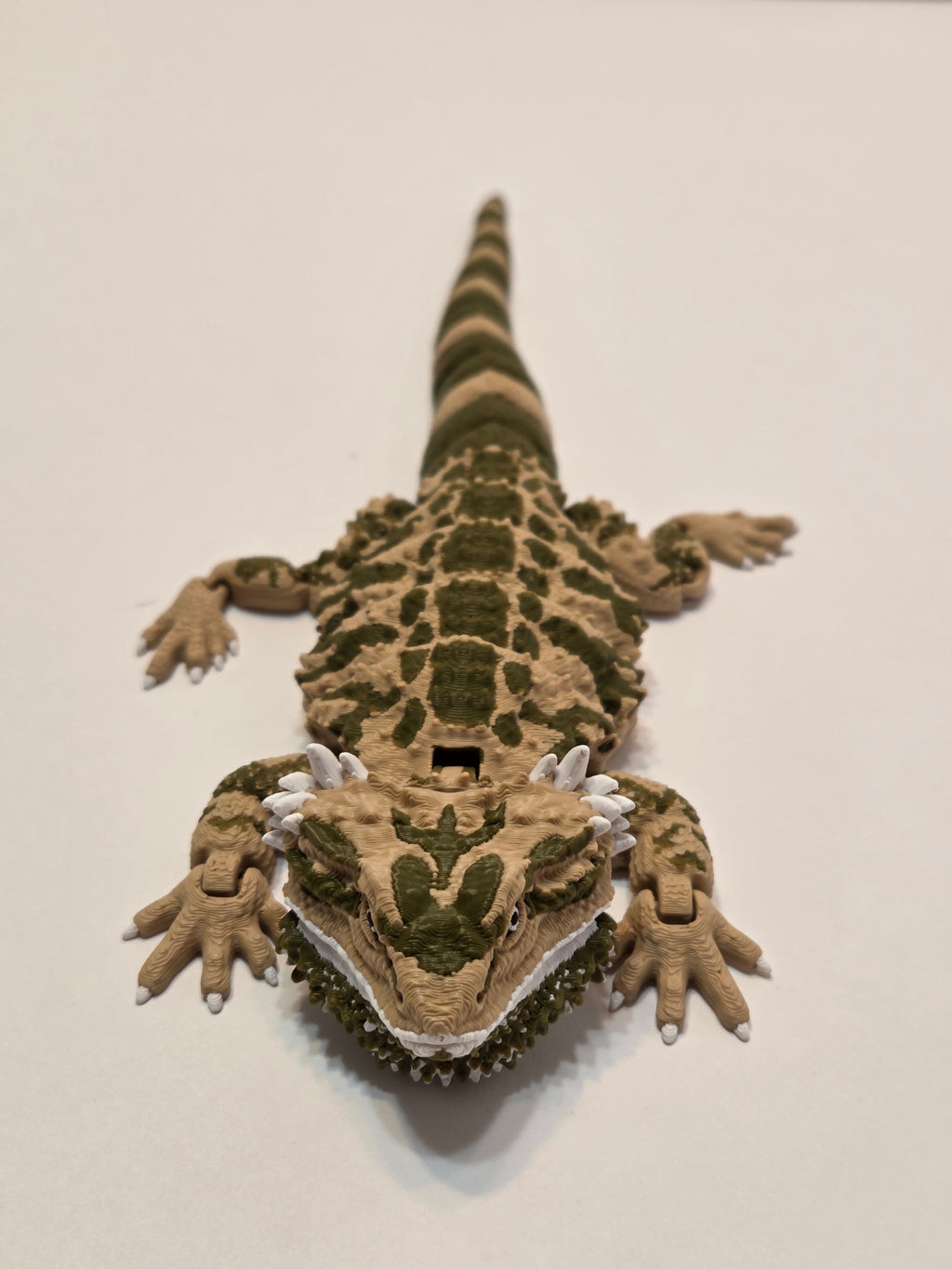 Bearded Dragon