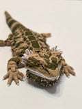 Bearded Dragon